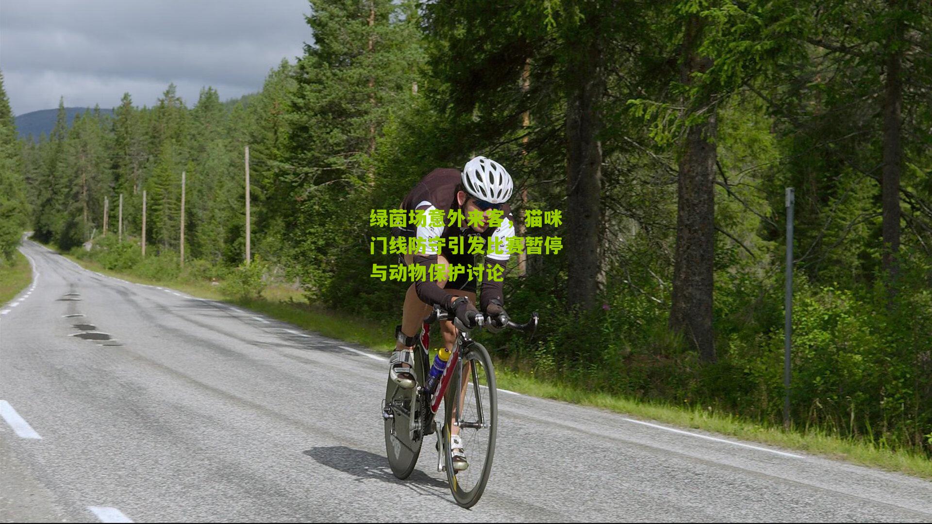 绿茵场意外来客，猫咪门线防守引发比赛暂停与动物保护讨论